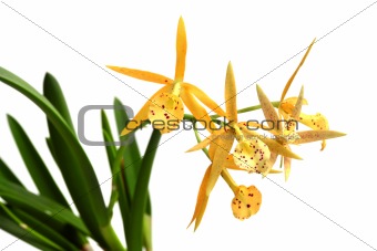 Yellow orchid isolated on white