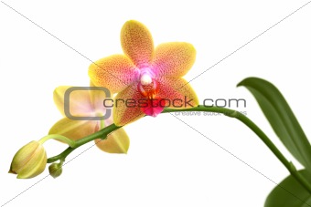 Yellow orchid phalaenopsis