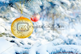 Christmas balls on a spruce branch