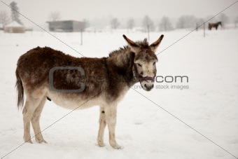 brown winter donkey