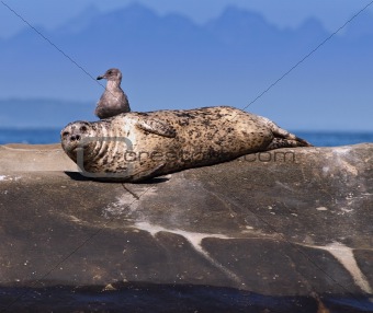 Seal and Seagull