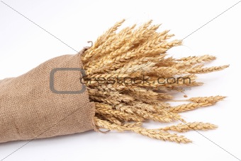 Sack of wheat ears