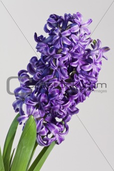 Purple hyacinth