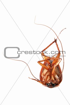 Death Cockroach