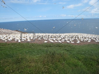 NORTHERN GANNET COLONY