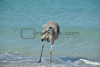 Great Blue Heron on a Florida Beach