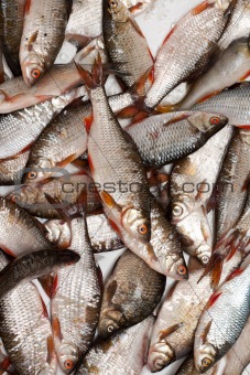 Fish in scales background