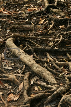 Tree Roots - Kakadu National Park, Australia