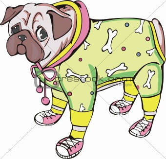 Dressed pug-dog