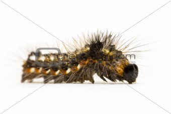 Caterpillar close-up