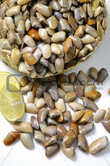 culin clams