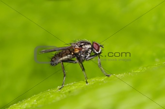 small fly on the leaf