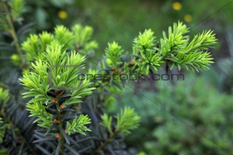 Yew tree (Taxus cuspidata). Growing branch of Japanese yew.