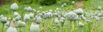 Green poppy heads