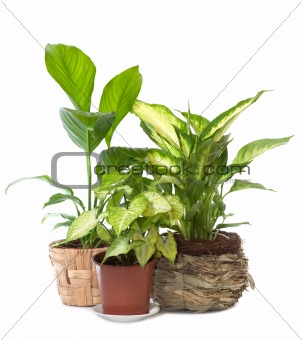 Group of window plant