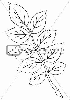 Leaf of dogrose, contour