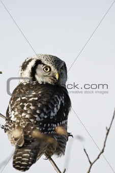 Northern Hawk Owl