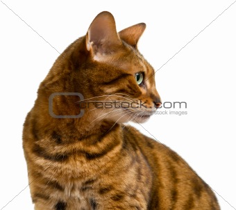 Bengal cat looking sideways in profile