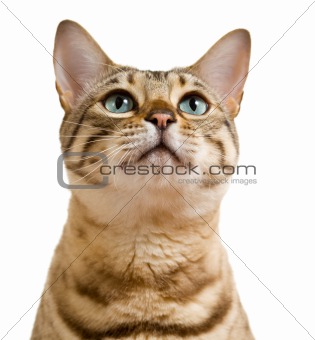 Bengal cat looking with pleading stare