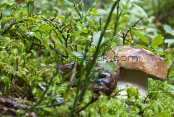 Boletus Mushroom, Dolomites