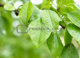 Droplets on young green leaves