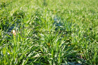 Green winter crops at morning sunlight