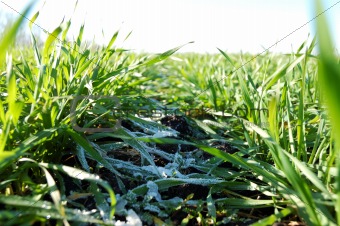 Green winter grain crops under snow