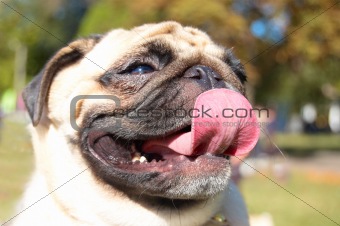 Funny happy Pug dog with big tonque. Outdoors