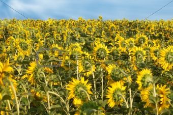 Back of sunflowers field