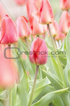Fresh spring red tulips