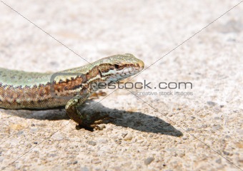 Wall lizard (Podarcis muralis)