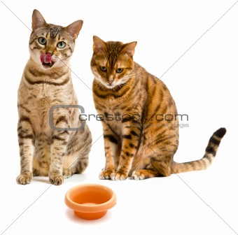 Pair of bengal cats one licking lips