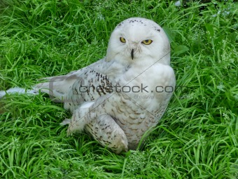 Owl on grass