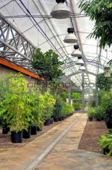 Flowers in modern greenhouse