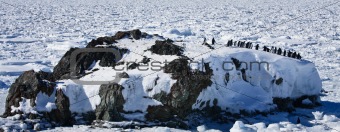 Penguins  on a rock