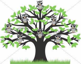 owl tree