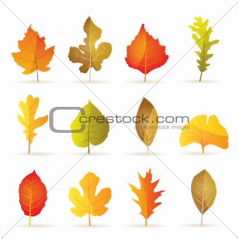 different kinds of tree autumn leaf icons