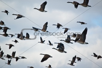 Flock of Canada Geese in Flight