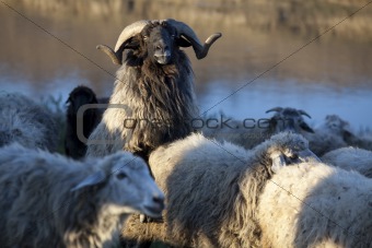 Ram in his herd