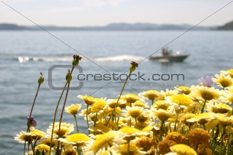 Boat with flowers in the foreground