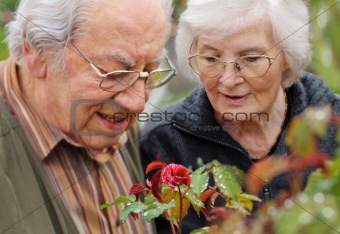 Senior couple looking to a rose