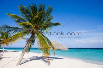 Islands. Beach. Palm.
