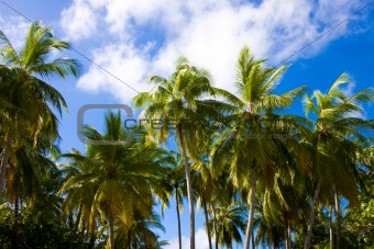 Palms on a background sky in tropics