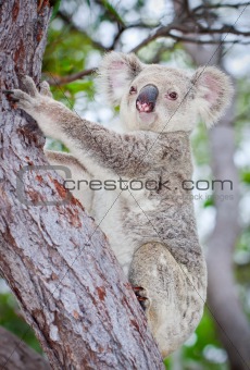 Wild koala climbing a tree