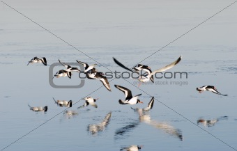 Flying oystercatchers 
