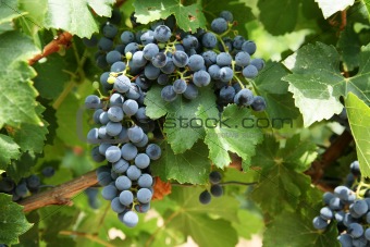 red grapes