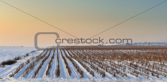 Winter vineyard from Macedonia