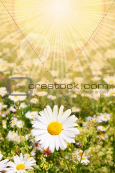 flower and sun