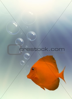 Fish and Bubbles with light, underwater