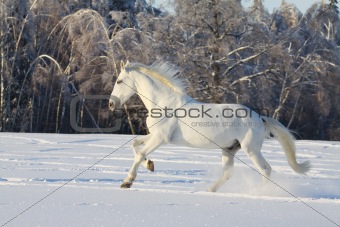 white horse in snow